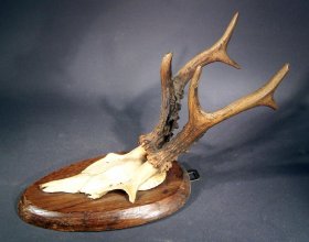 rehgeweih-jagdtrophaee-auf-brett.2