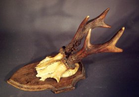 rehgeweih-jagdtrophaee-auf-brett-no2.2