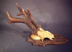 rehgeweih-jagdtrophaee-auf-brett-no2.3