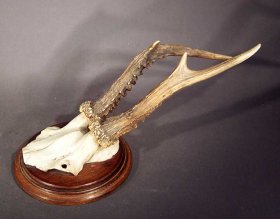 rehgeweih-jagdtrophaee-no1.2