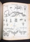 systematische-bildergalerie-zur-allg-dt-real-encyclopaedie-um-1830-m-vielen-lithos.12